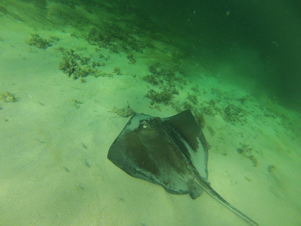Fish Tobago Guesthouse Buccoo Εξωτερικό φωτογραφία